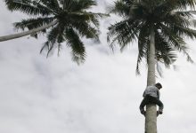 Photo of Un ministro de Sri Lanka ofrece una rueda de prensa subido a una palmera con un coco en la mano (VIDEO)
