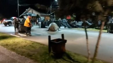 Photo of VIDEO: Elefante marino de gran tamaño pasea por las calles de una comunidad chilena y es devuelto al mar